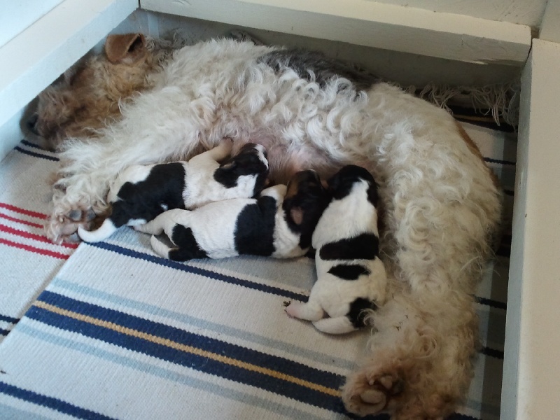 Cooper's Cottage - Fox Terrier Poil Dur - Portée née le 12/02/2011